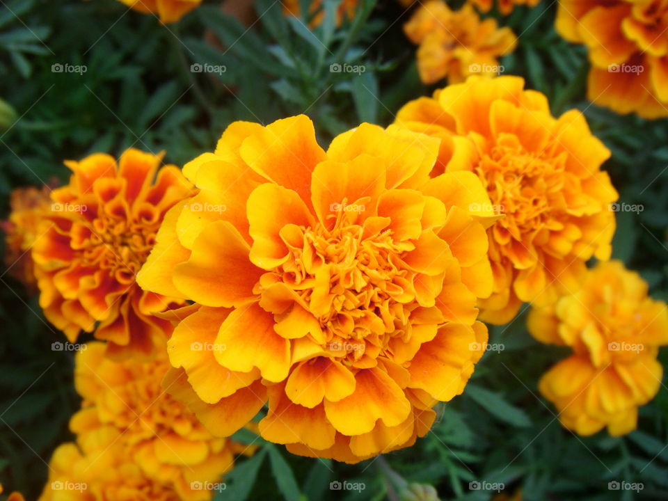 Marigold. Marigold yellow flower.
