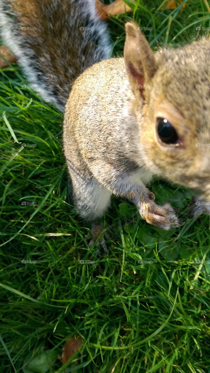 really close up of a squirrel in St James Park