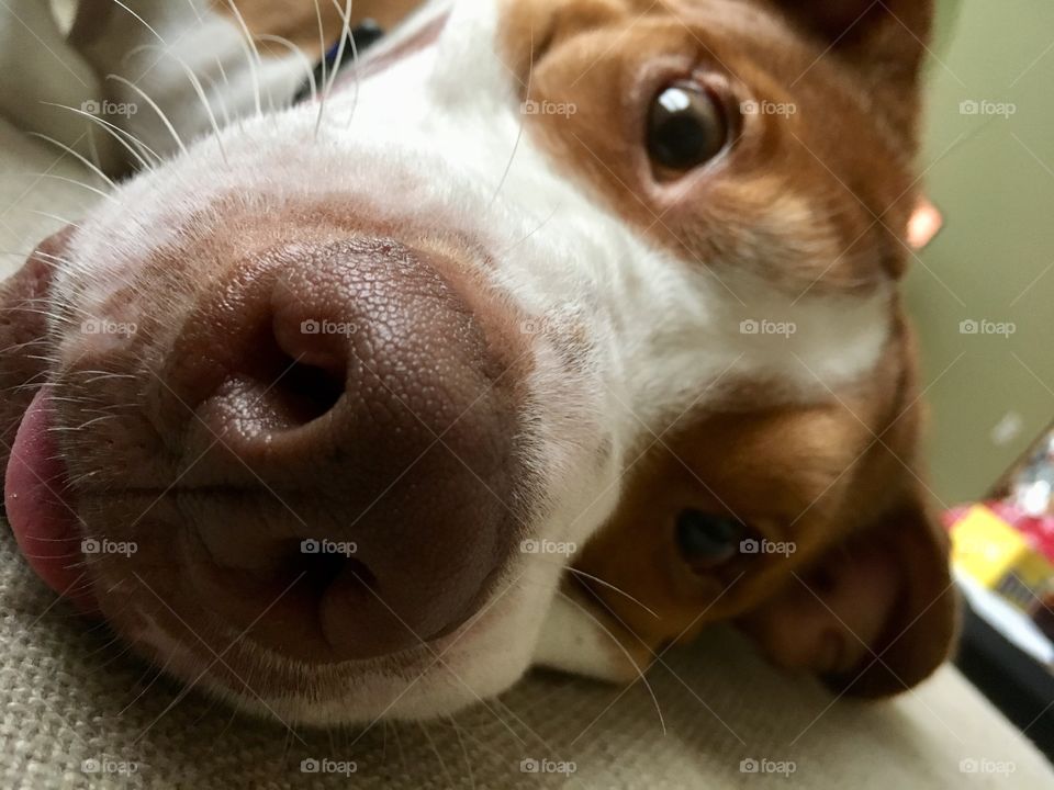 Handsome rescue dog laying with his tongue hanging out 🐶
