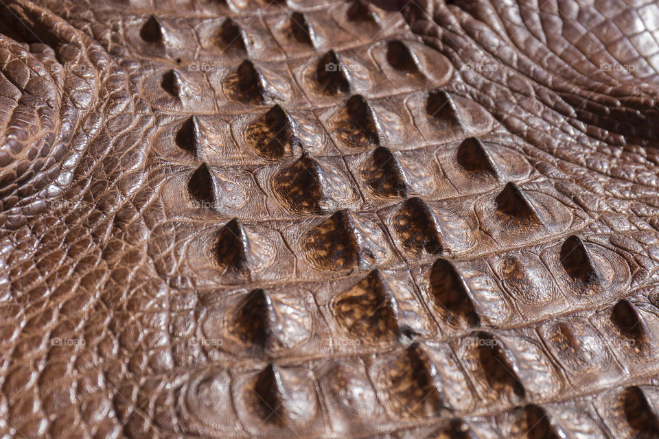 Close up of American alligator skin dyed leather 