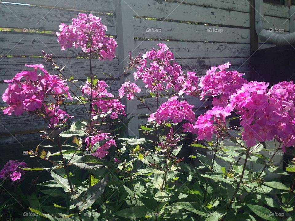 Pretty pink flowers