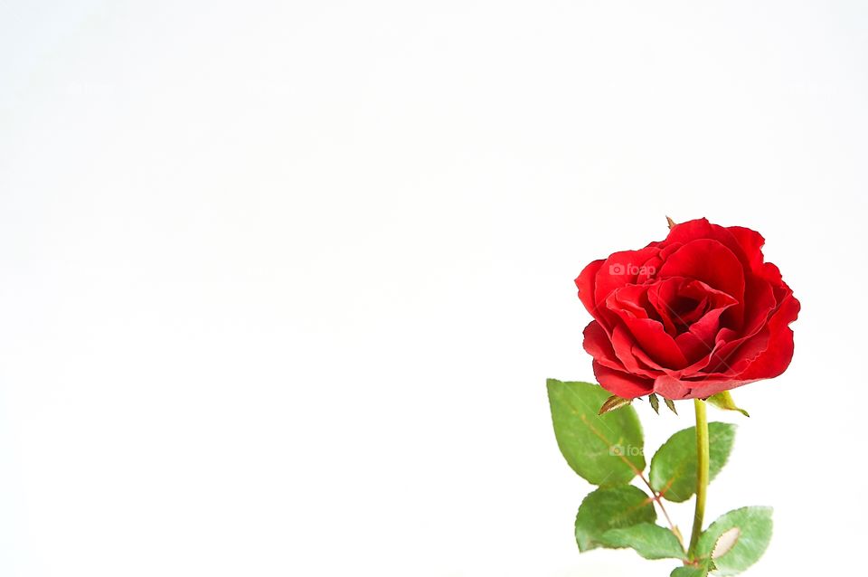 Red rose flower on white background 