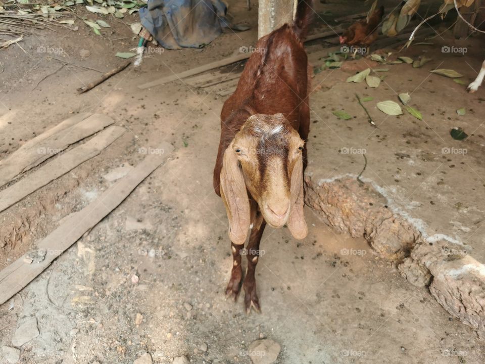 Sirohi Goat Breed in India