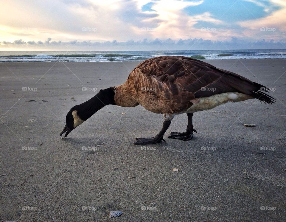 Beggars can't be choosy