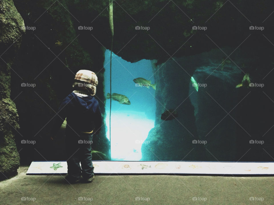 Little Boy Looking at Fish in Aquarium