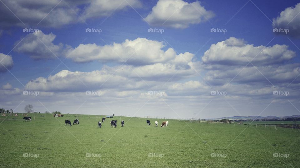 Field . Cattle 