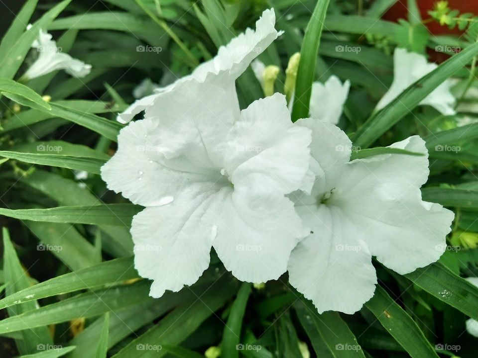 Beautiful white flowers in bloom.