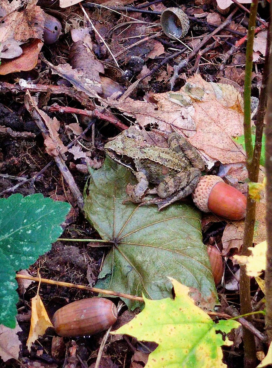 Autumn forest.  The frog sits on colorful leaves.  Acorns lie around