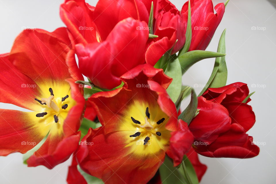 Red Tulips