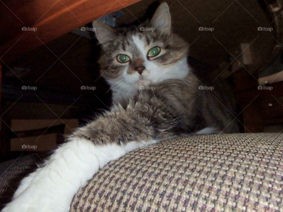 Fluffy gray and white cat