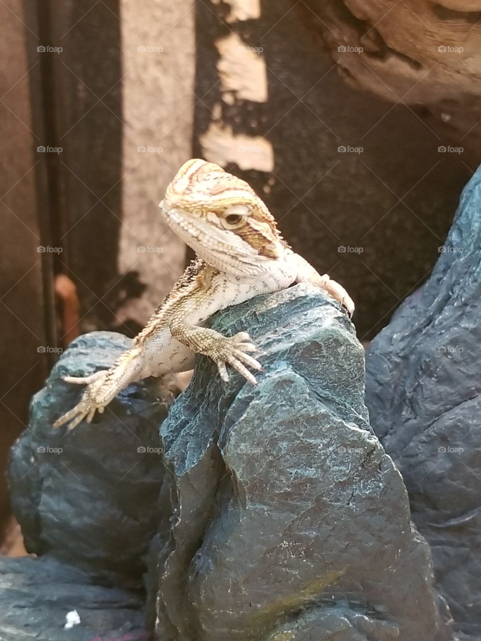 bearded dragon