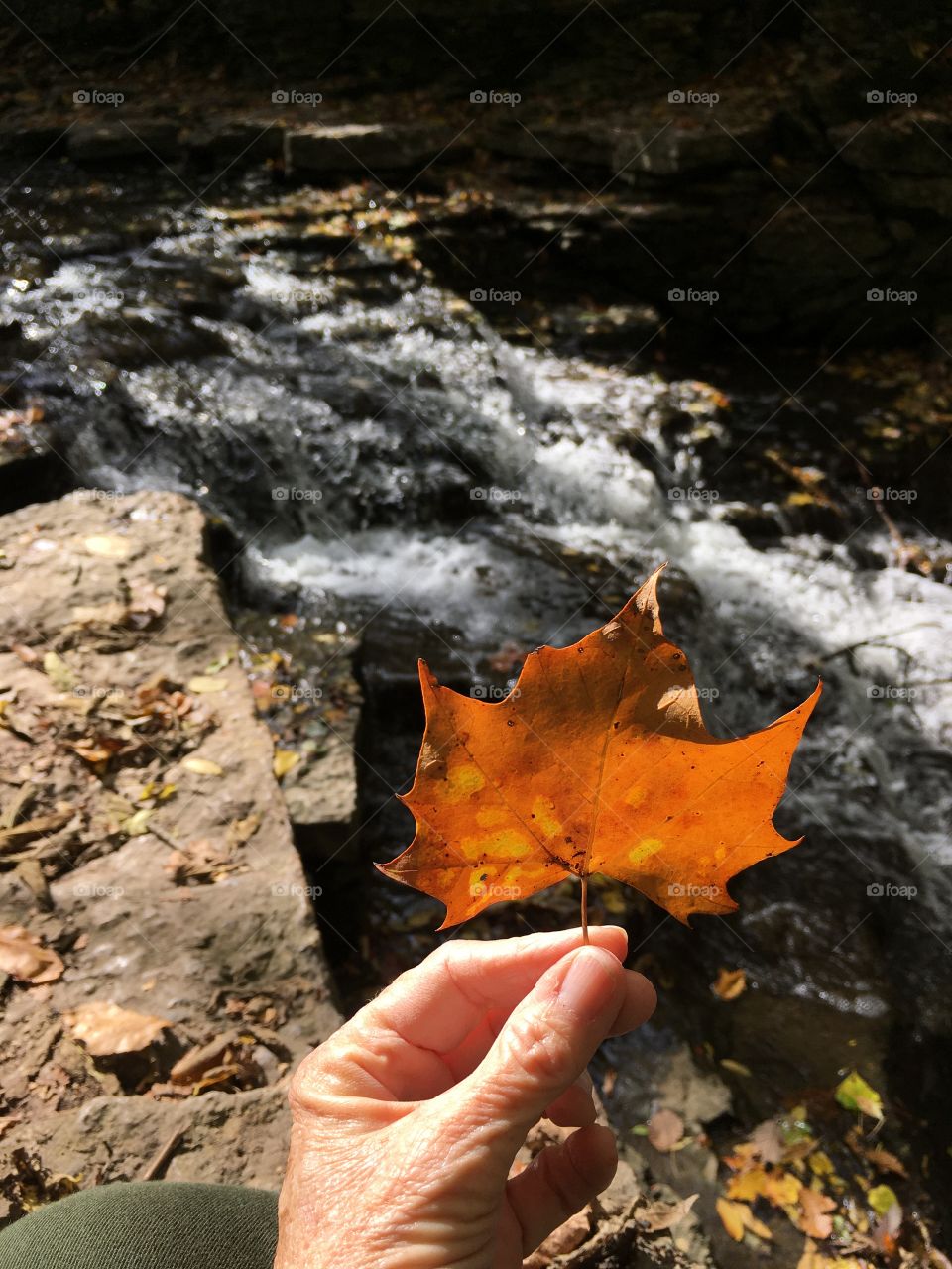 Beleaf in Fall