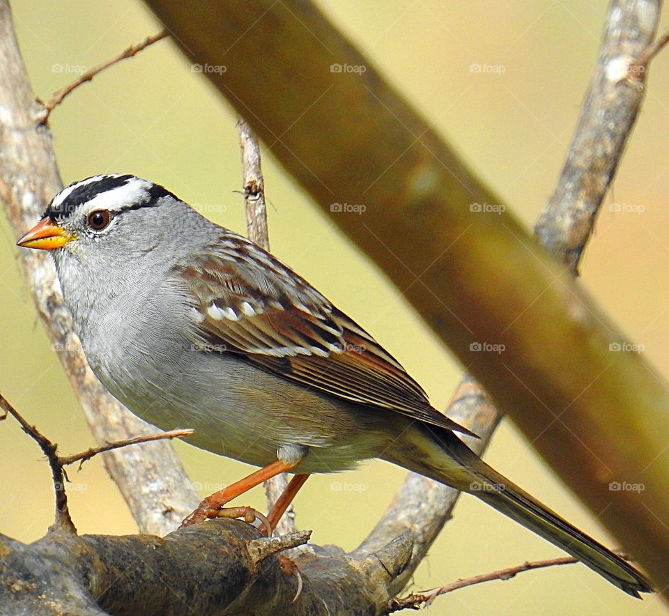 White Crowned Sparrow