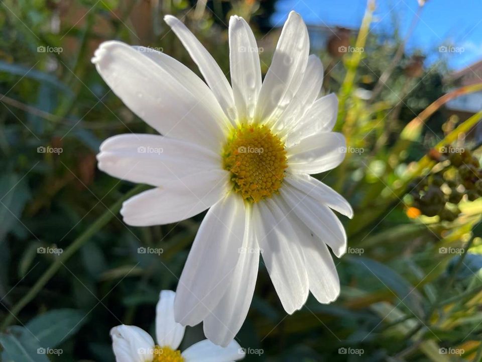 Marguerite daisy