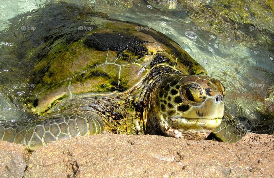 Sea Turtle