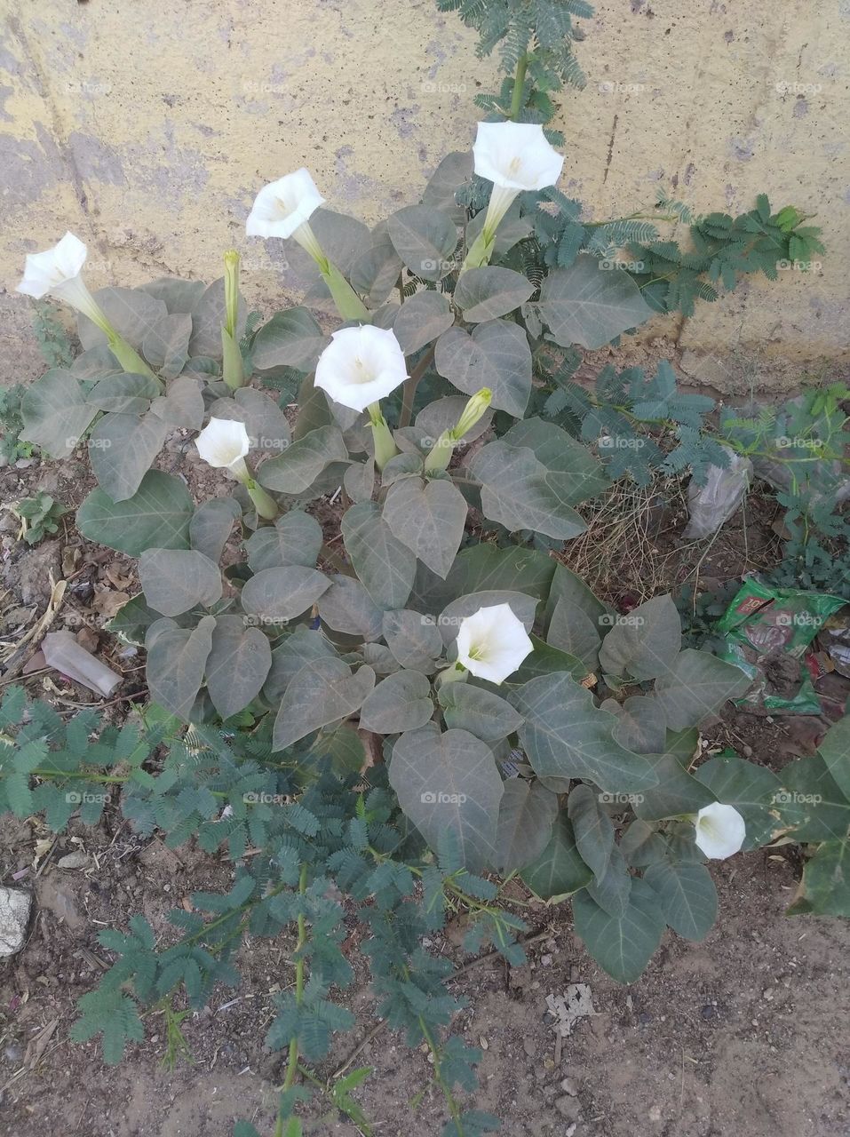 the Datura Flower white in colour looks very beautiful generally found everywhere fresh seasonal very poisonous species