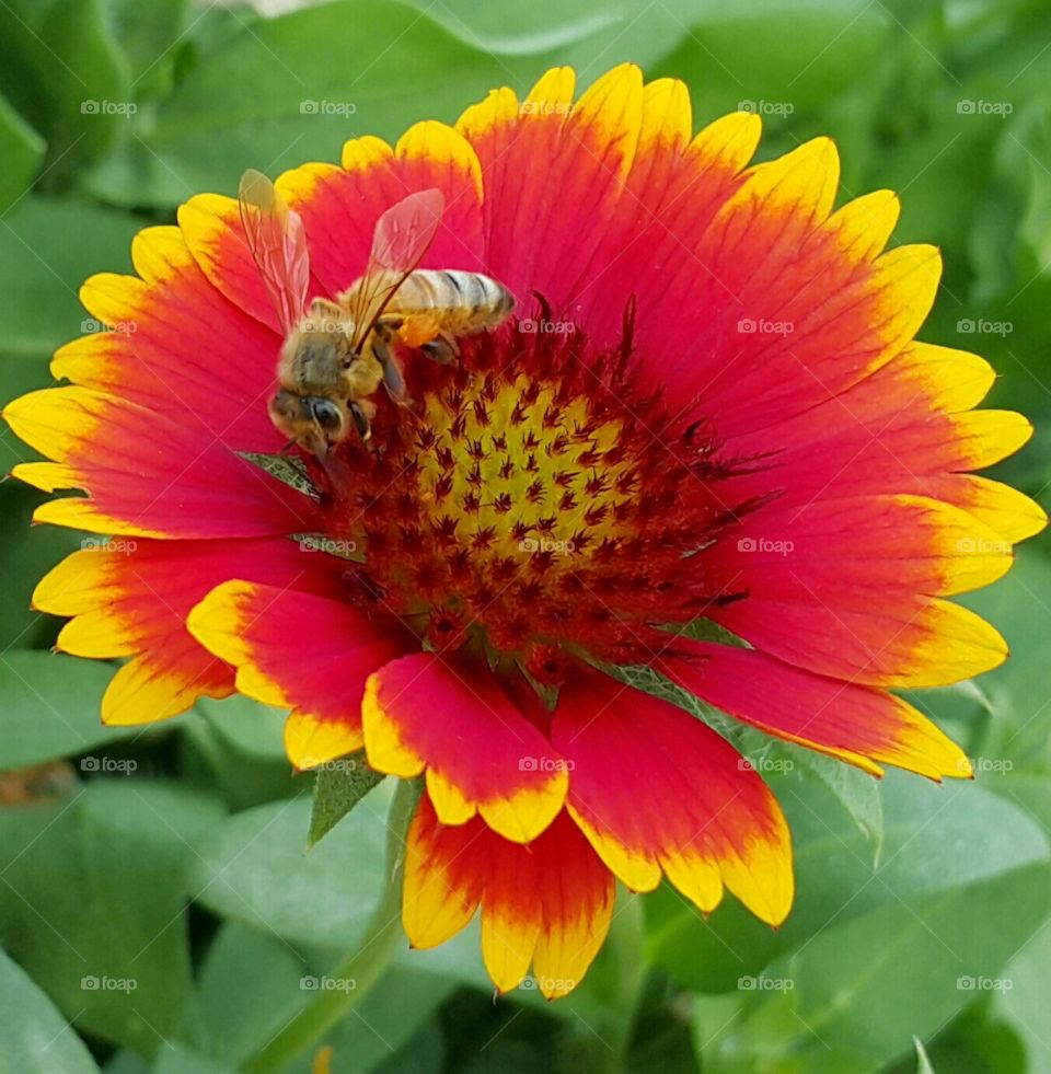 lovely bee on colorful flower