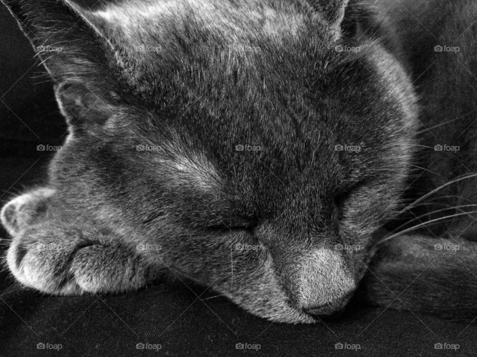 Russian blue cat close up asleep with great fur texture and highlights 