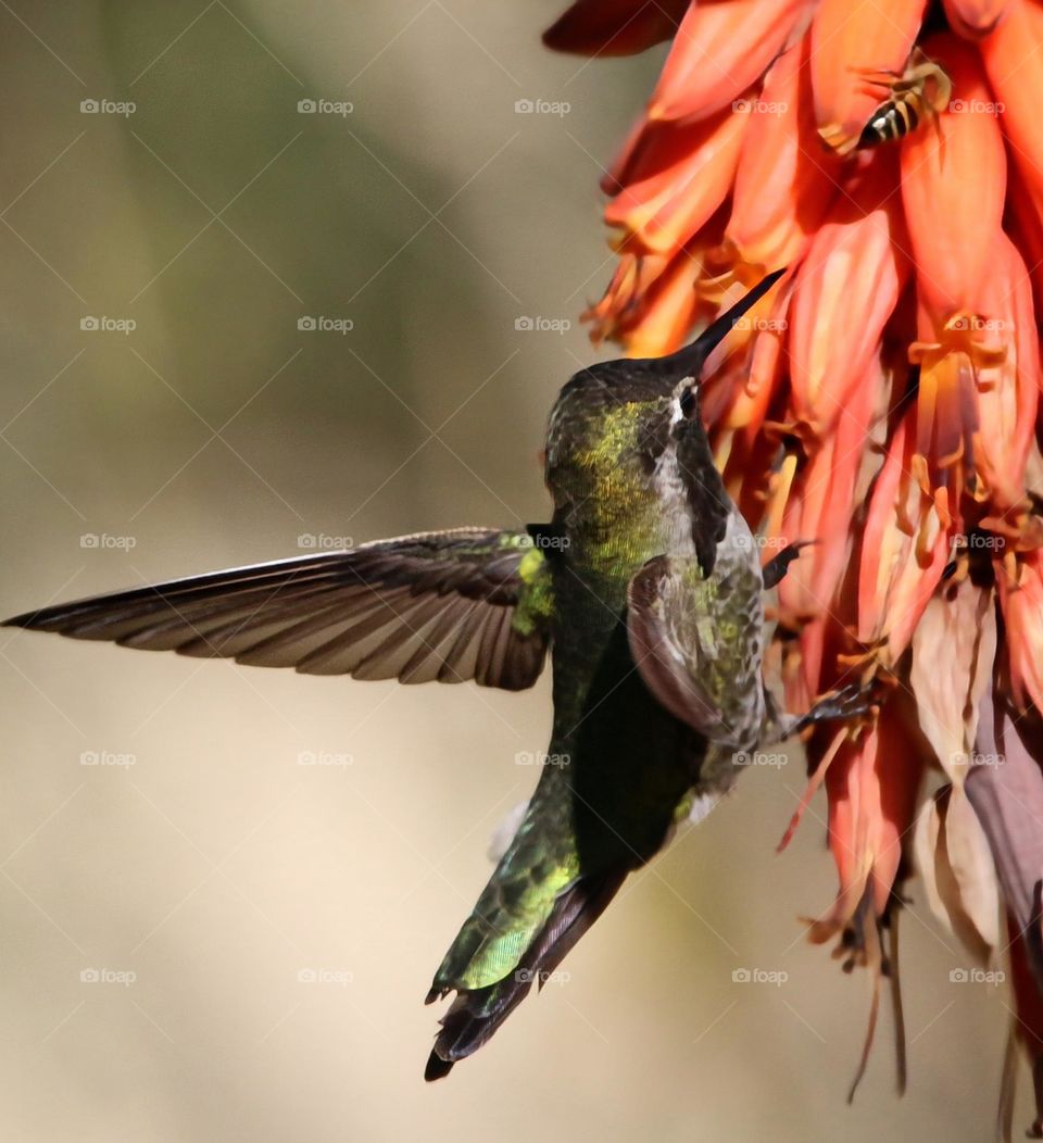 Bird and Bee on Flower