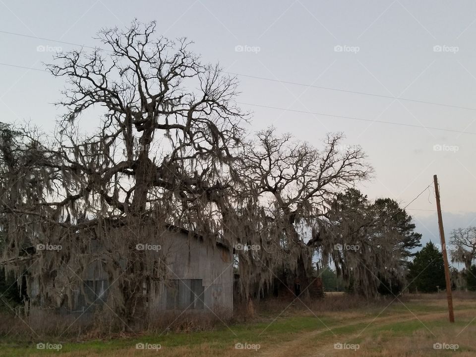 Abandoned Building and Old Tree