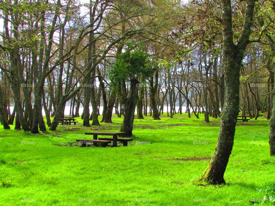 Empty benches in forest