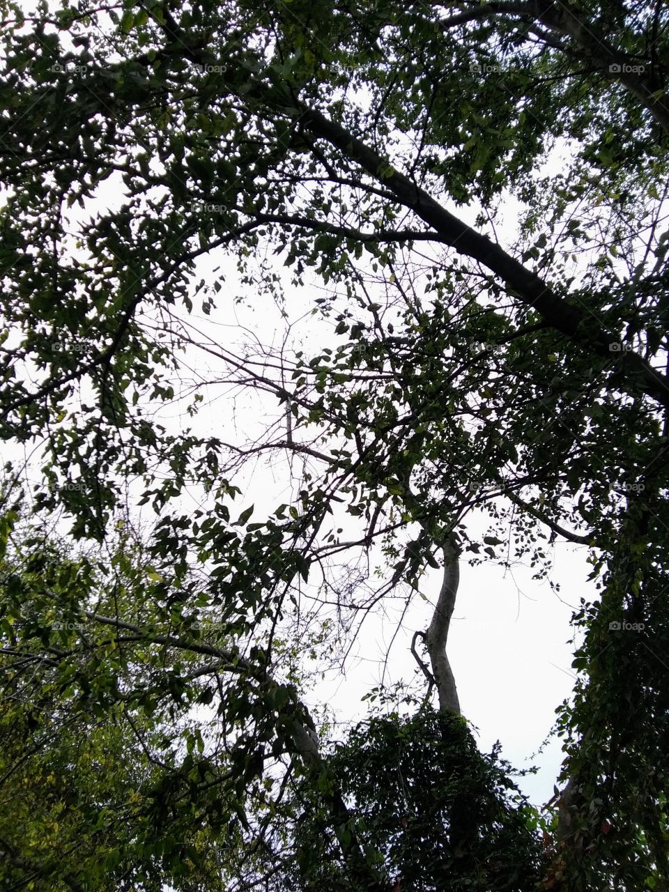 overcast sky and trees