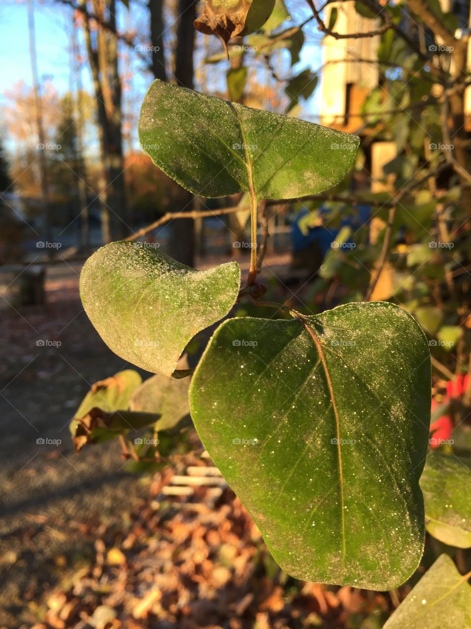 Frost covered leaves