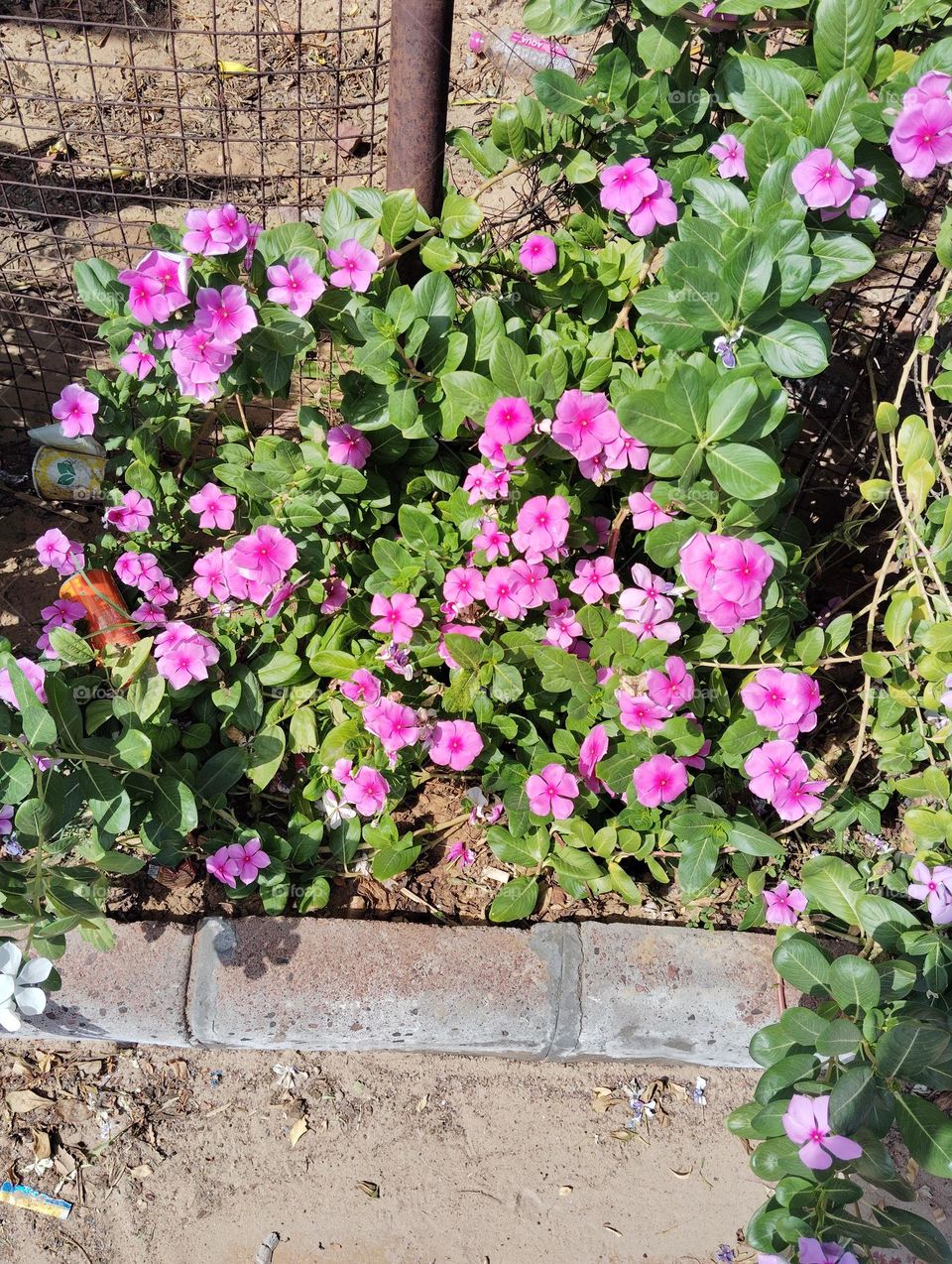 periwinkle pink flower seasonal fresh shurb small size looks very beautiful generally found everywhere