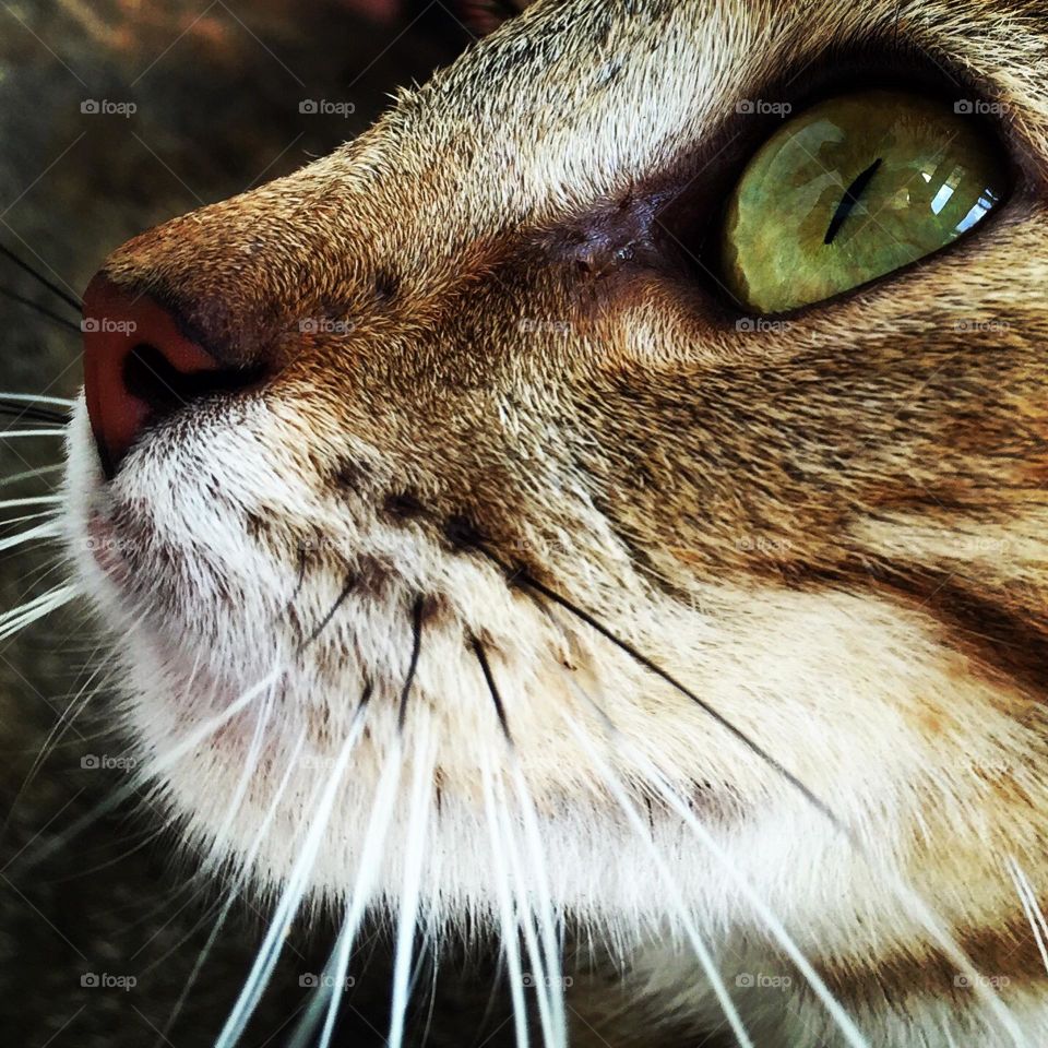 Closeup cat portrait, portraits of pets, details of a cat face, cat looking up, cat begs for food, curious cat 