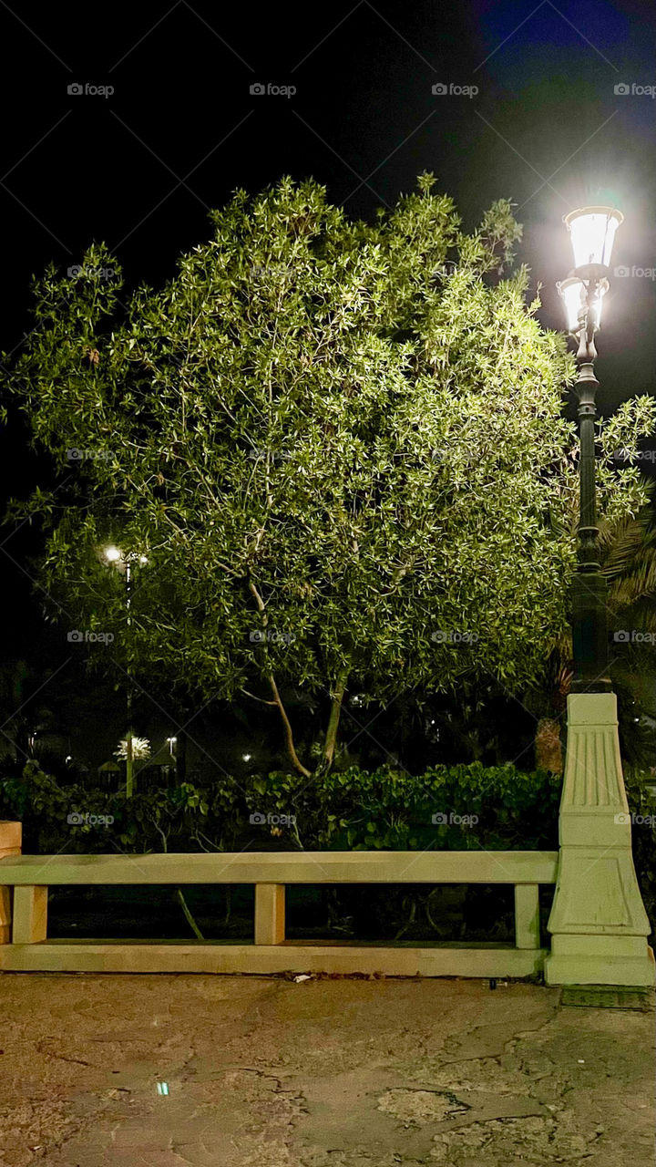 Tree and  vintage park lamp