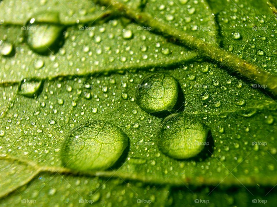 Dewdrops