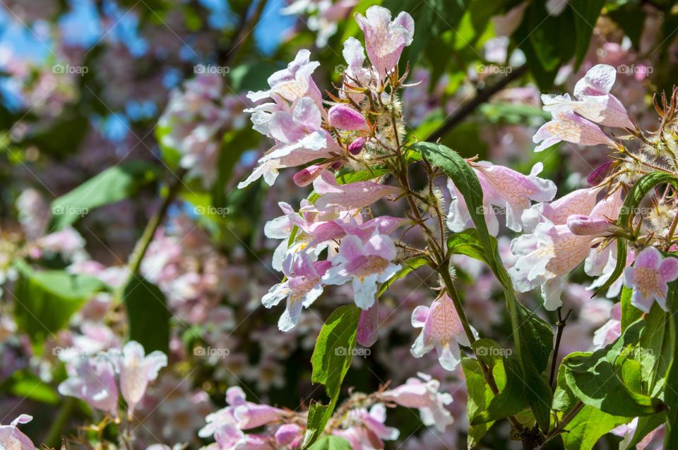 Kolkvitsia is a beautiful ornamental shrub.