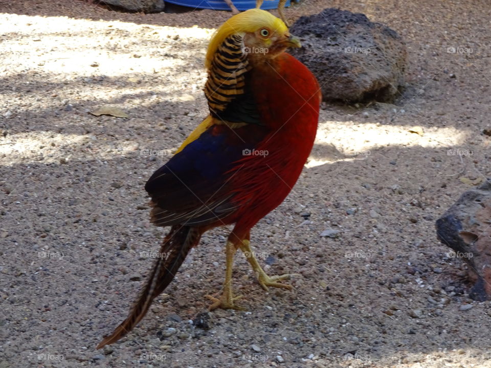 Golden pheasant