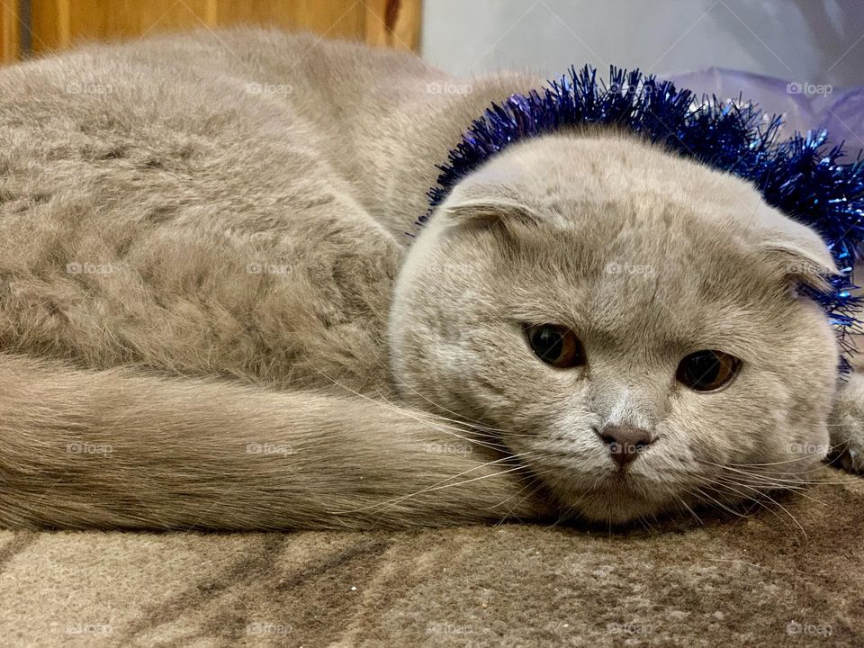 in anticipation of the holidays