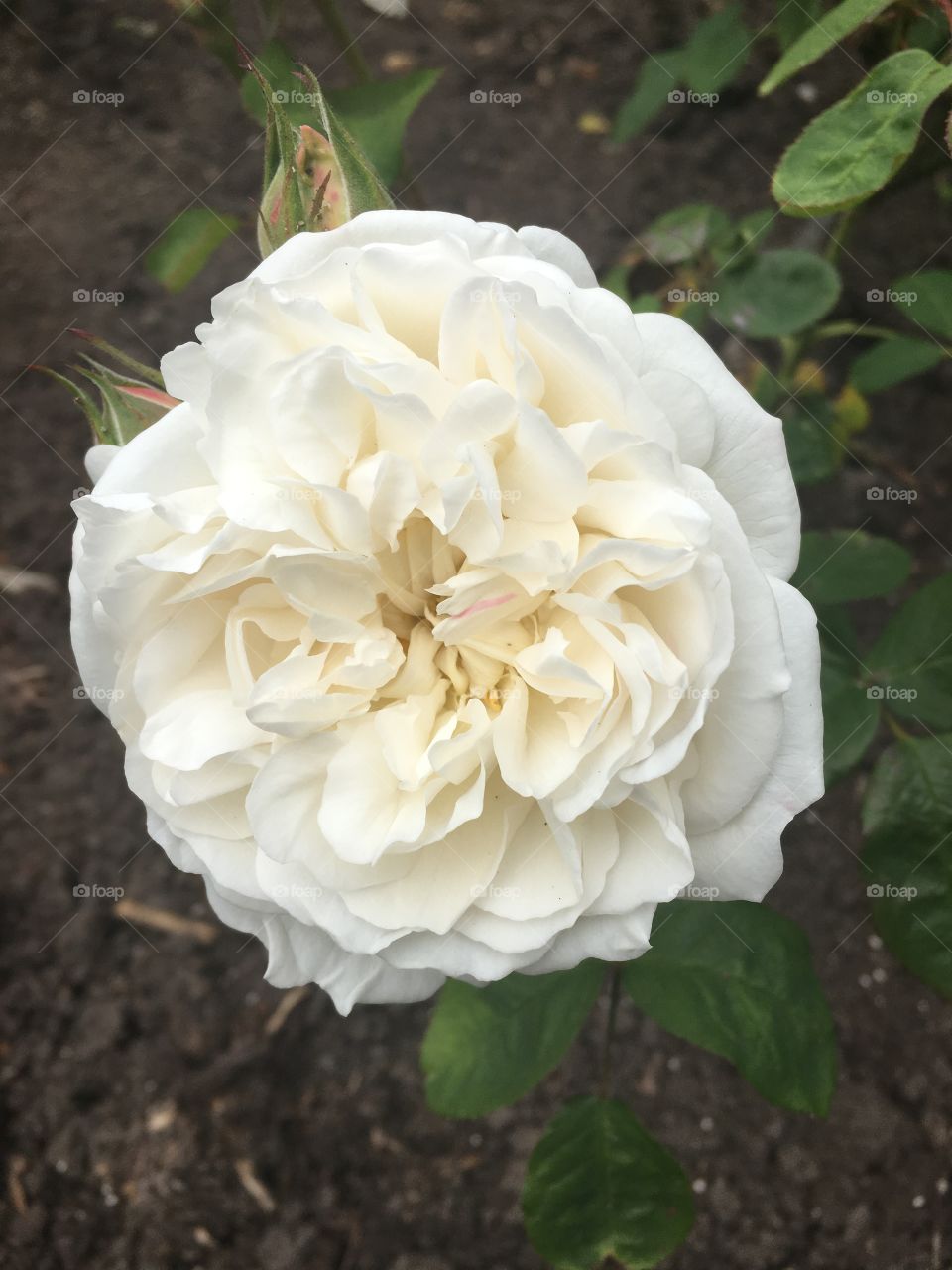 Perfect white rose in the park’s rose garden. 