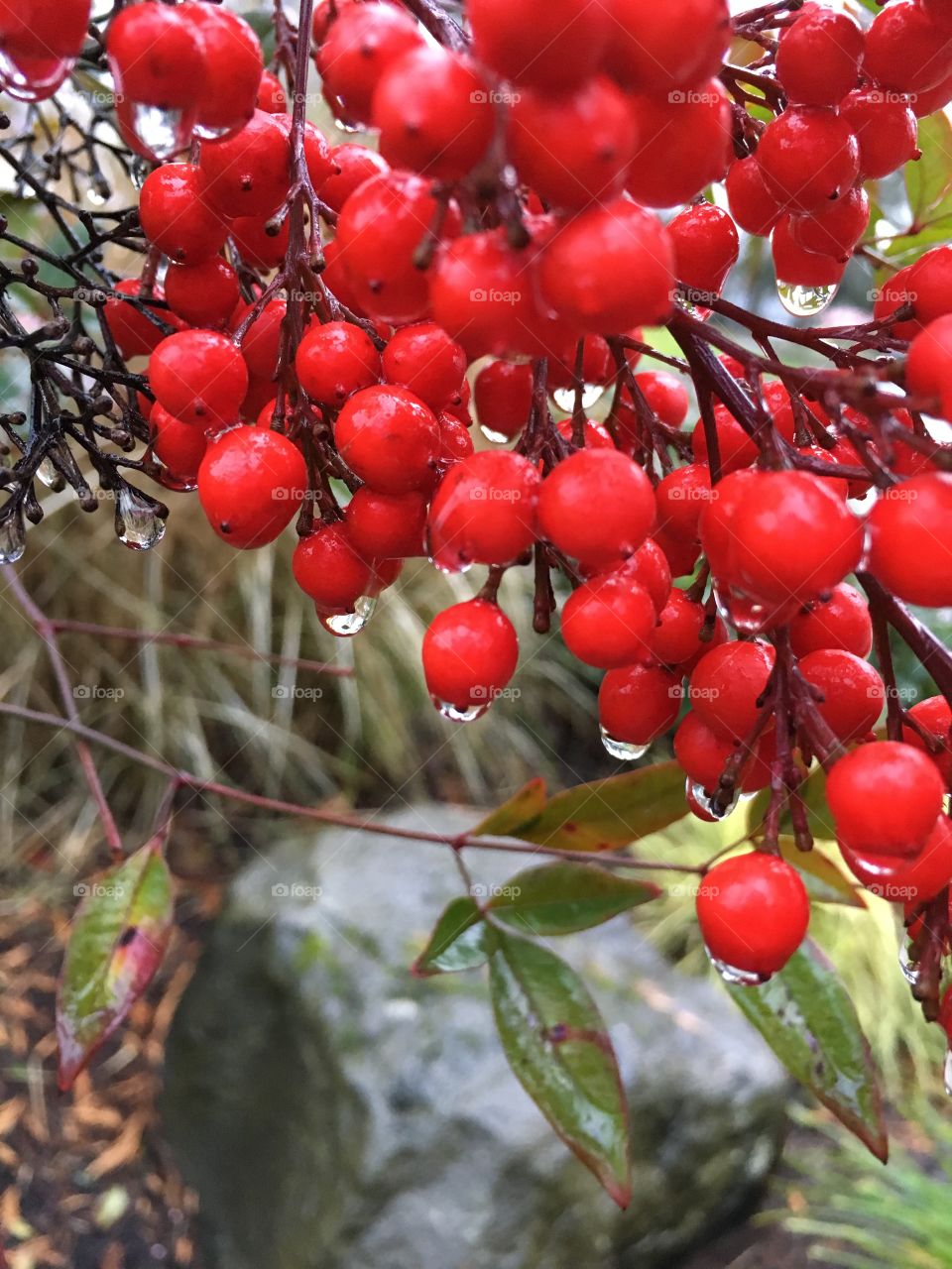 Red berries after the rain