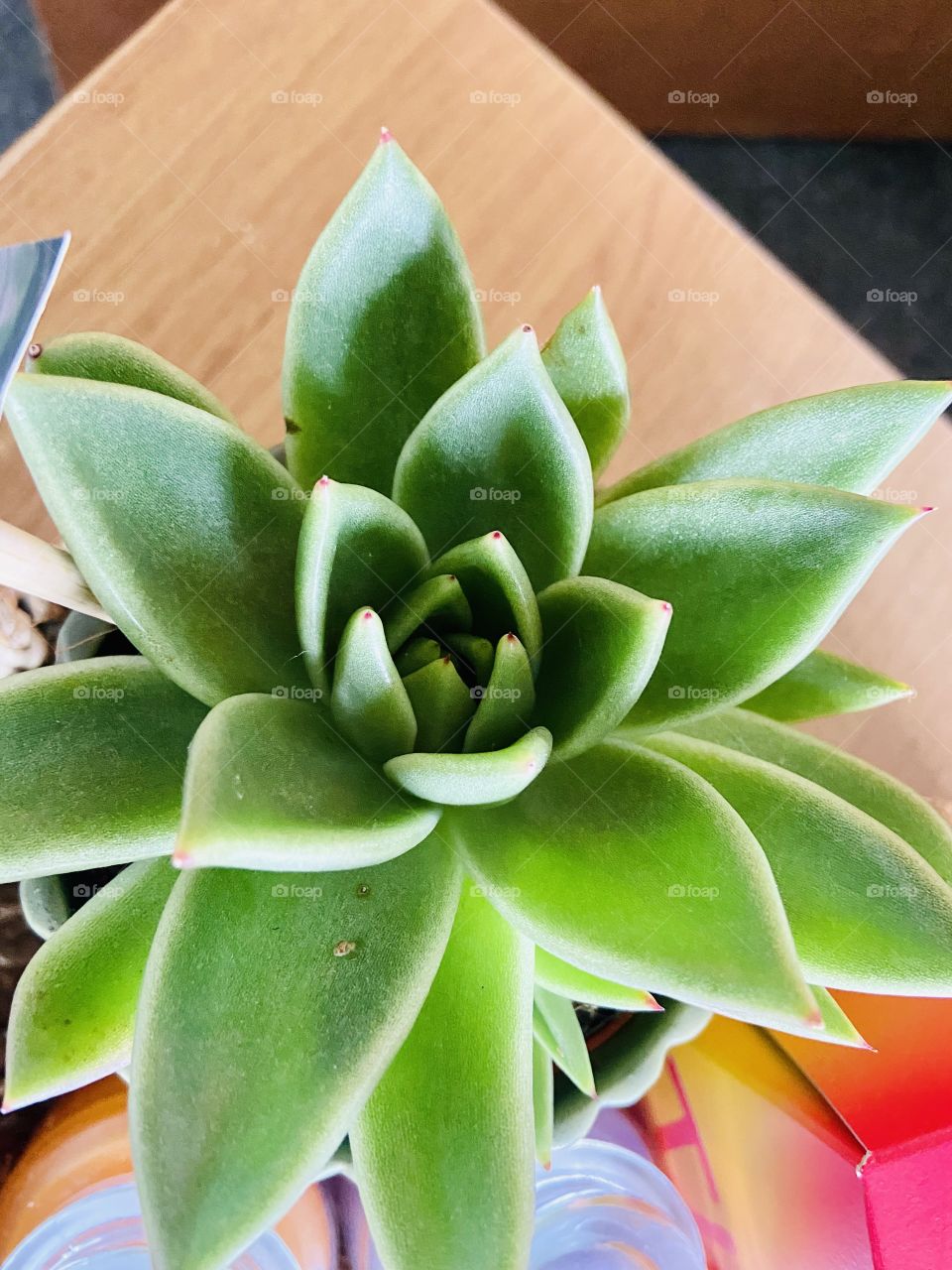 New succulent added to the family! 🪴