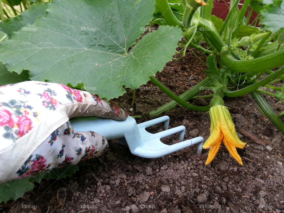 I put some seeds in the soil from the pumpking I bought last year. It worked perfectly and I now have a
lot of pumpkin plants in my garden.