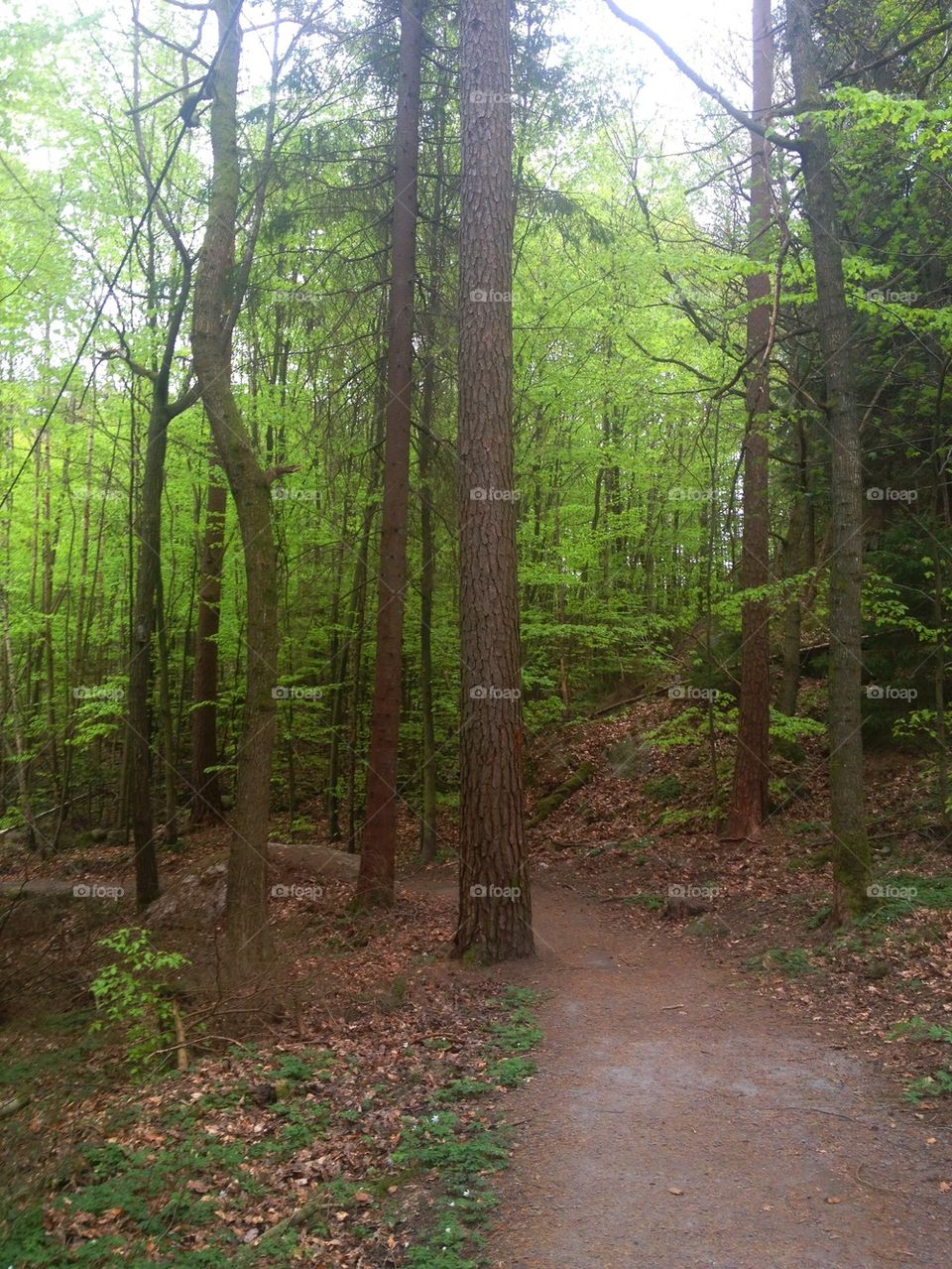 Footpath through forest