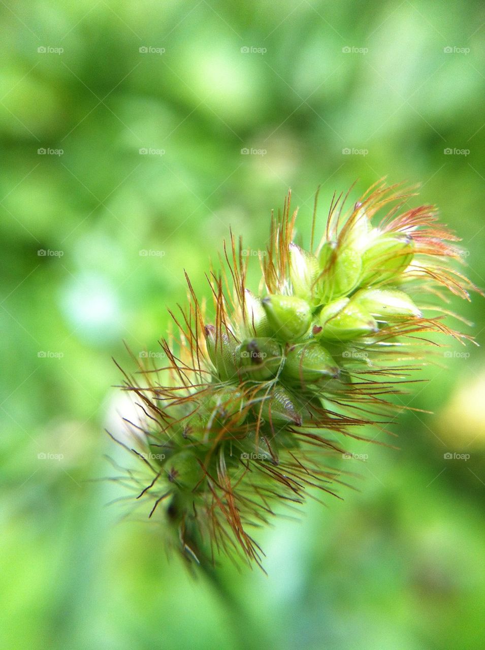 Close-up of flower