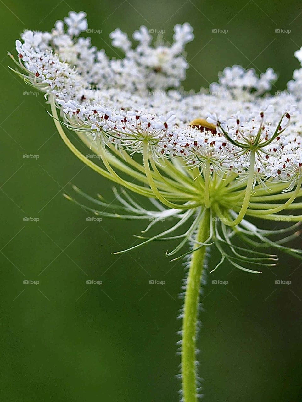 Wild carrot