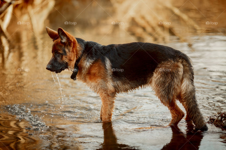 German shepherd dog playing in river 