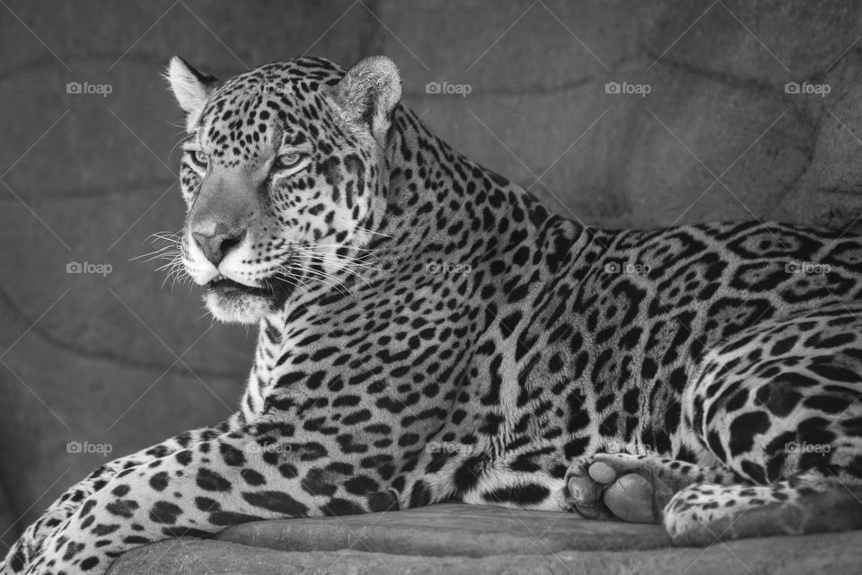 A Jaguar in black and white is spectacular