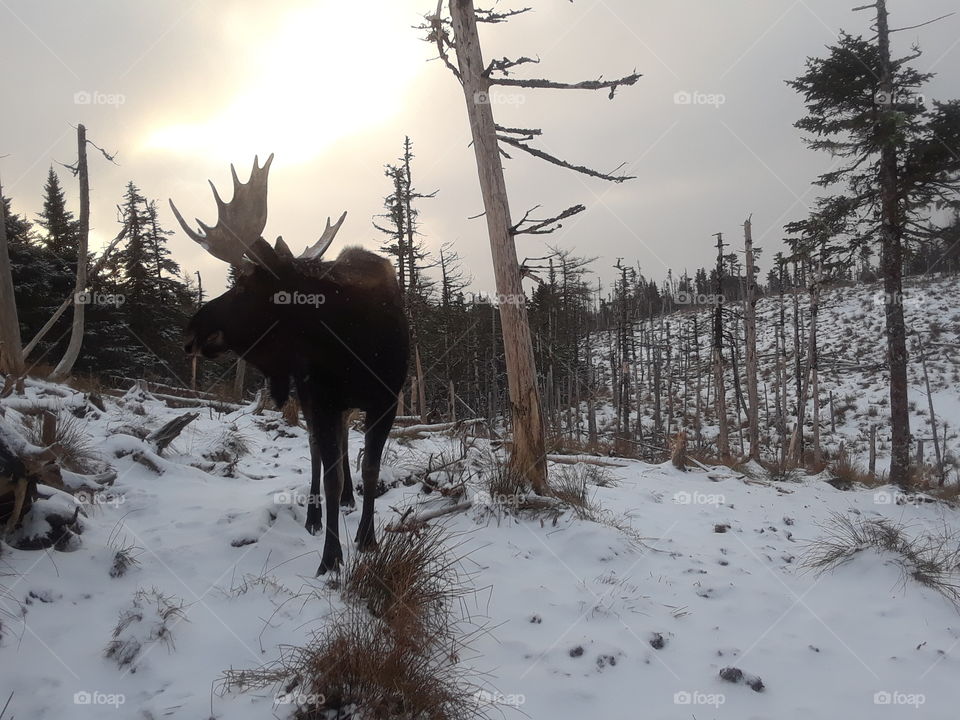 Moose in winter