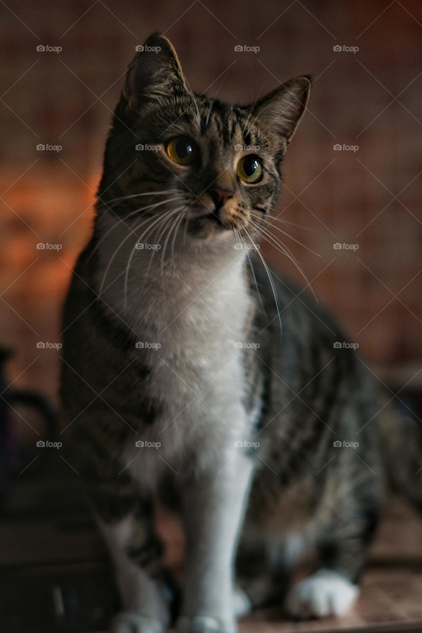 my cute cat is ready to play with me.