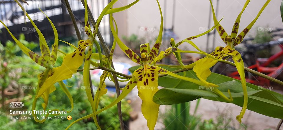 Brassidium Shooting Star Orchid