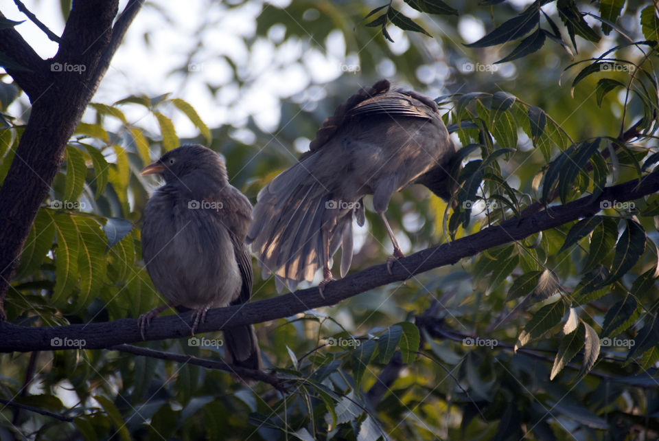 Two Jungle babblers on a branch, they always move in a group and act like family with each other.