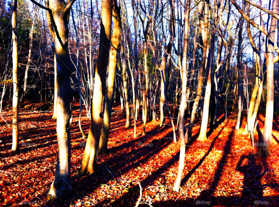 norbury woods surrey england uk winter orange sun by empireog