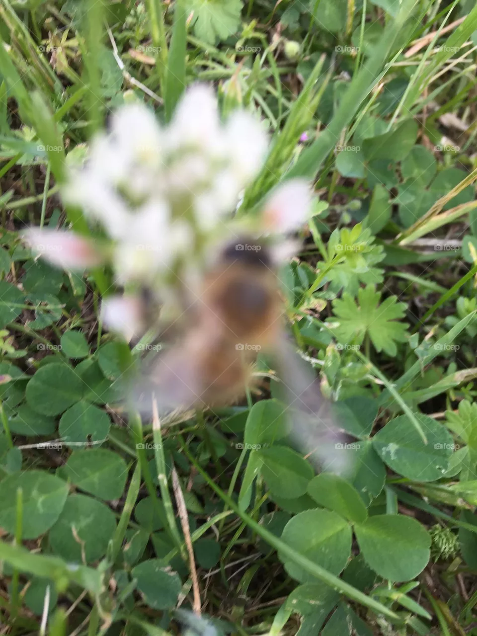 Biene Blume 