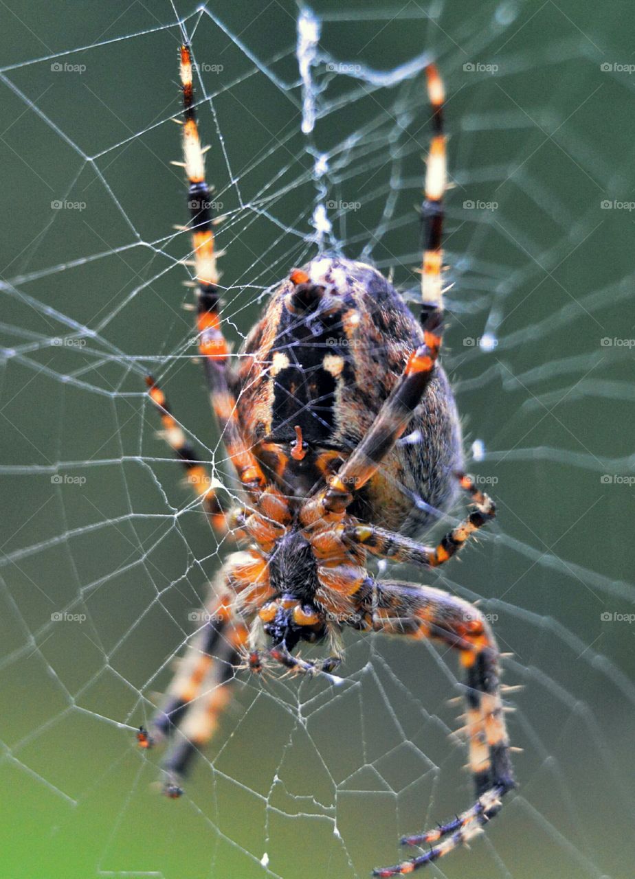 Spotted orbweaver female spider close-up.
